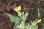 Spiney sowthistle